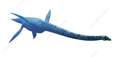 Elasmosaurus Plesiosaur Illustration Stock Image C0539095