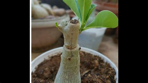 Grafted Desert Rose Aghipbacid