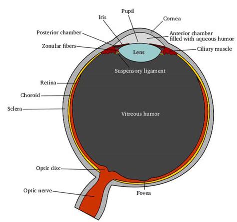 Anatomy Of The Eye The Johns Hopkins Wilmer Eye Institute