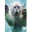 Toronto Zoo  Polar Bears Seat Of Your Pants
