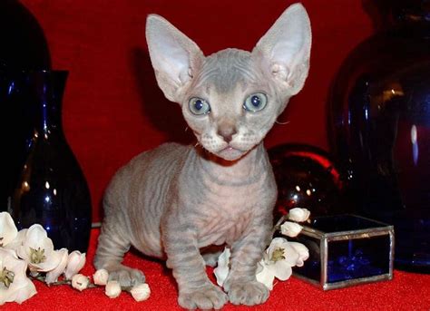 Minskin Cat Breed Personality Traits And More Amazing Facts