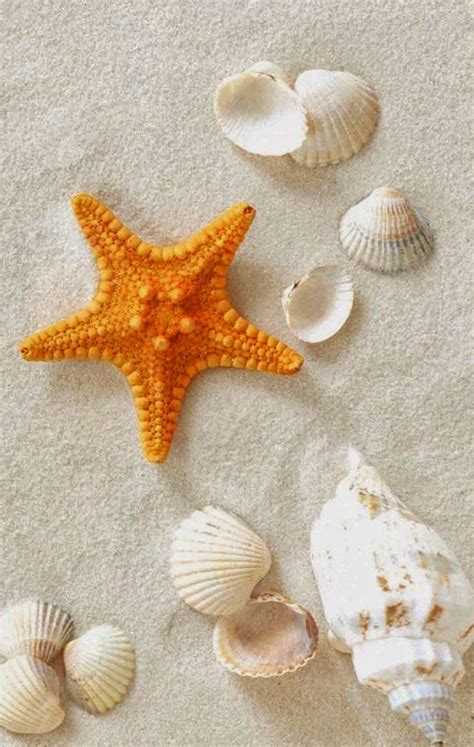 Seashells Pretty Wallpaper Iphone Summer Wallpaper Beach Wallpaper