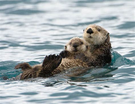 Photography Of Cute And Funny Sea Otter With Humanized