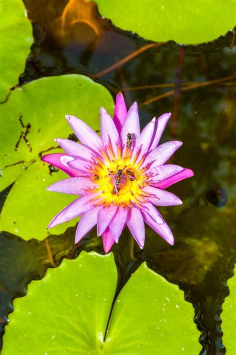 Blue Lotus Flower In Nature Garden Stock Photo Image Of Bloom Plant