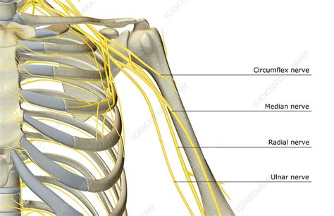 Neck And Shoulder Muscle Anatomy