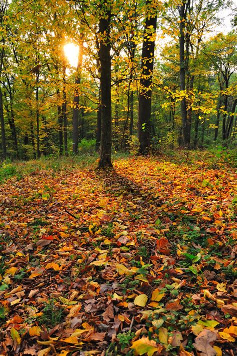 Forest In Autumn Stock Image Image Of Peace Peaceful 11304749