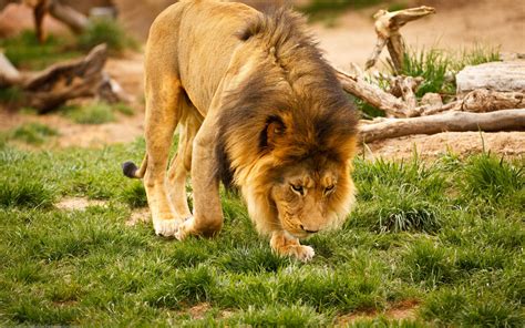 Download Wallpaper 2560x1600 Lion Animal Mane Wildlife Widescreen 16