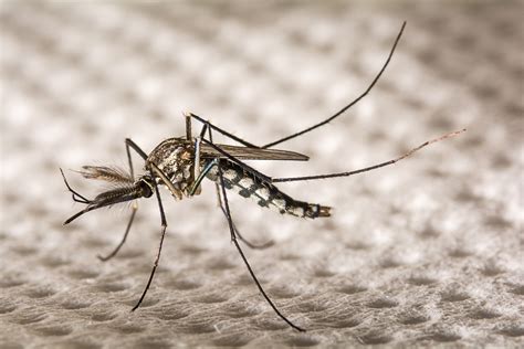 Jacksonville Zika Virus Prevention Mosquito Squad Of Northeast Florida
