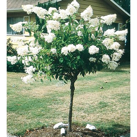 White Peegee Hydrangea Tree Flowering Shrub In Pot With Soil L9285