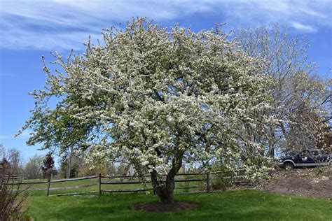 Snowdrift Crabapple 6 Ft Branched Tree East Hill Tree Farm
