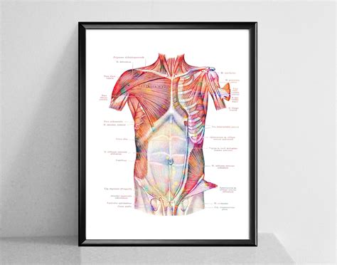 40 Musculoskeletal System Posters Muscles Structure Anatomy Etsy