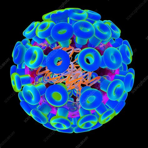 Herpes simplex is a very common virus that affects billions of people globally. Herpes simplex type 1 virus, illustration - Stock Image - F010/8309 - Science Photo Library