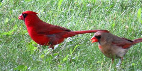 Northern Cardinal Pair Img6538 Adjcrp 62018 Front Y Flickr