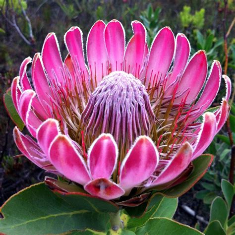 Once established, proteas have very low water requirements. How to grow proteas | Better Homes and Gardens