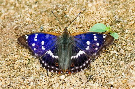 Lesser Purple Emperor Butterfly