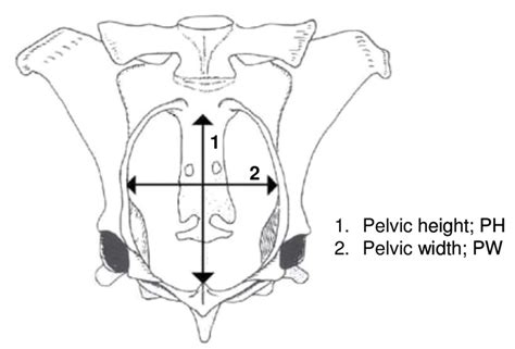 Bony Structure Of The Pelvic Region In Cattle Download Scientific Diagram