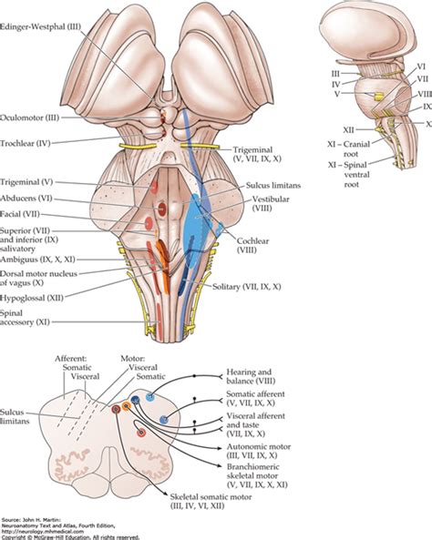 cranial nerve motor nuclei and brain stem motor functions neupsy key