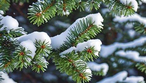 Snow Covered Fir Branches Free Stock Photo Public Domain Pictures