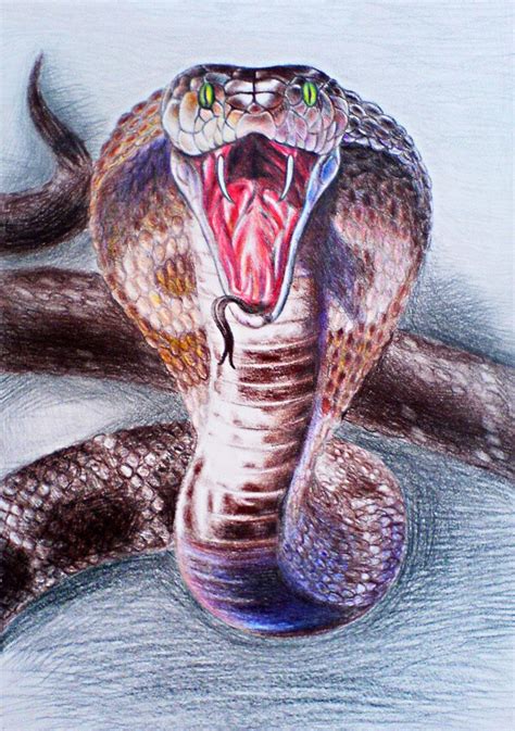King Cobra By Diana 0421 On Deviantart Cobra Art Snake Drawing King