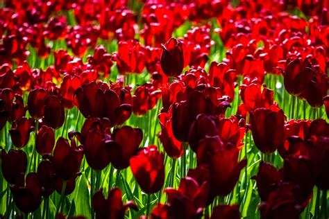 Download Red Tulip Farm Bloom Exotic 2880x1920 Hd Wallpaper