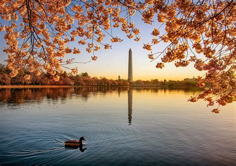 Cherry Blossoms Bloom At Tidal Basin But Not At Their Peak Yet