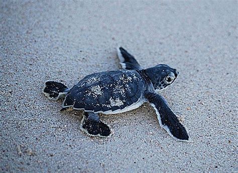 Cute Sea Turtle Baby Baby Turtles Baby Sea Turtles Sea Turtle