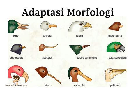 Adaptasi Fisiologi Tingkah Laku Dan Morfologi Beserta Contohnya Pak