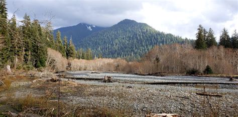 Hoh River Trail To Five Mile Island — Washington Trails Association
