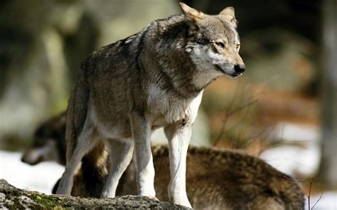 Eurasian Wolf Facts Distribution Habitat Diet Pictures