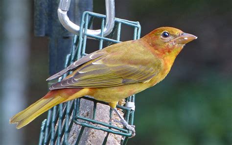 A Young Summer Tanager Male Feederwatch