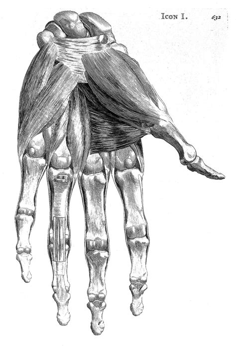 muscles of the hand wellcome collection
