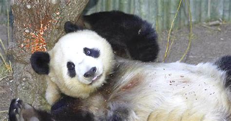 Panda Cub Born At San Diego Zoo Cbs News