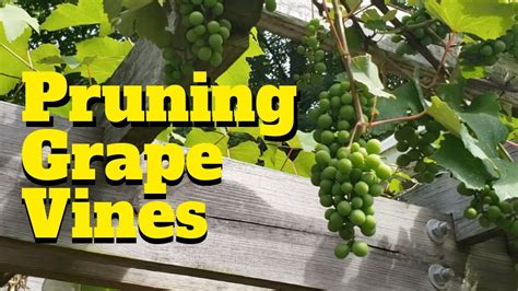 How To Prune Grape Vines Youtube