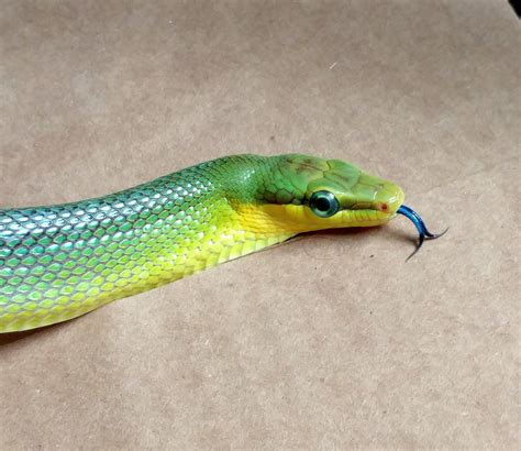 We did not find results for: Altair and his curly adorable blue tongue : snakes