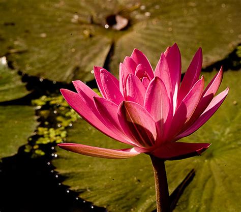 Water Lilies At Kenilworth Gardens Beautiful Flower Pictures Blog