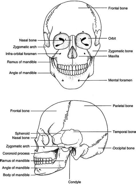 9 Head And Neck Anatomy And Physiology Pocket Dentistry Physiology