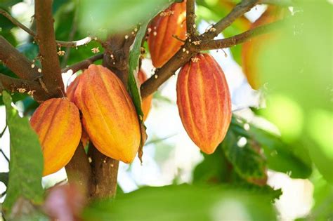 30 1000 Fresh Organic Seeds Theobroma Cacao Cocoa Etsy