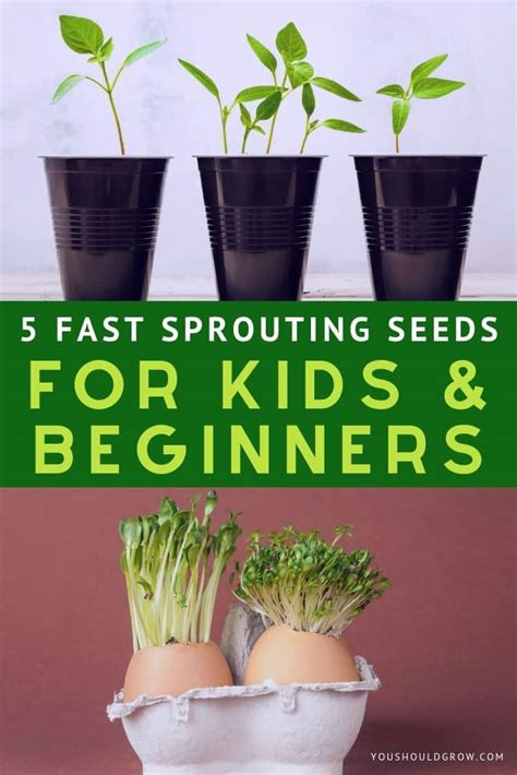 5 Fast Sprouting Seeds To Grow For Kids Beginners You Should Grow