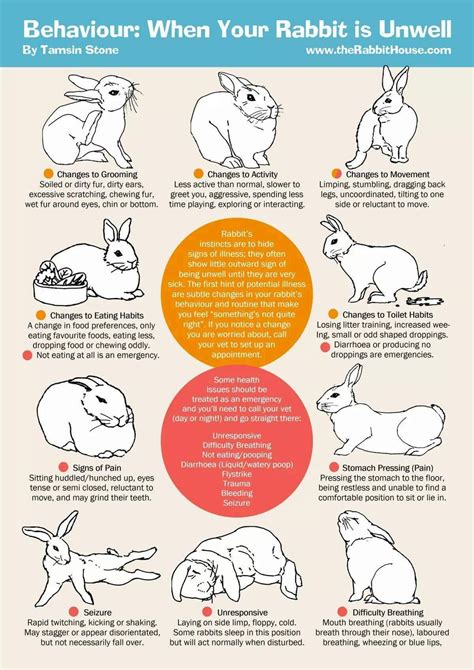Important Health Information Pet Bunny Rabbits Bunny Care Pet
