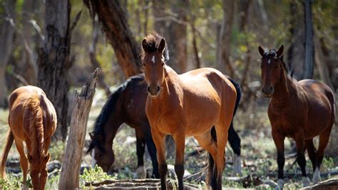 brumby management truth needs to prevail in alpine national park the weekly times