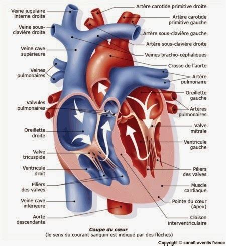 R Cap Ide Anatomie Cardio Vasculaire