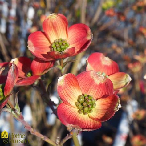 Cornus Florida Cherokee Brave Flowering Dogwood From Home Nursery