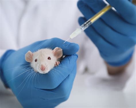 Animal Testing 6 Interesting Facts