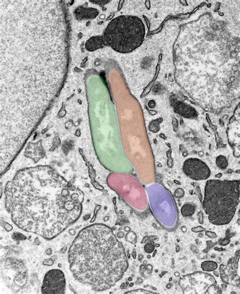 Harnessing power of immune system may lessen reliance on antibiotics