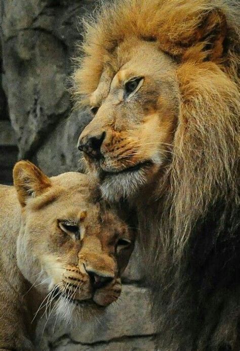 75 Best Images About King And Queen Lion Love On Pinterest Lion Art
