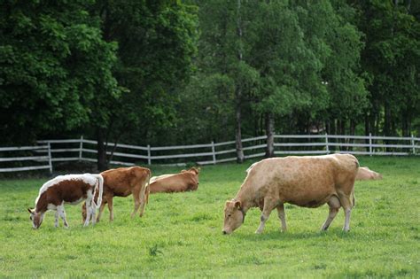 Cows On Pasture Free Photo Download Freeimages