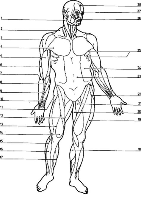 Download Or Print This Amazing Coloring Page Muscular System Coloring