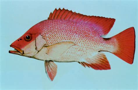 Ciguatera Fish Poisoning Crump Et Al 75 889 678 Postgraduate