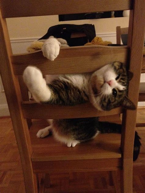 30 Cats And Dogs Losing The Battle Against Human Furniture Bored Panda