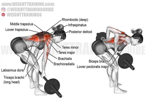 Best Back Exercises For Lower Middle And Upper Back Page Of